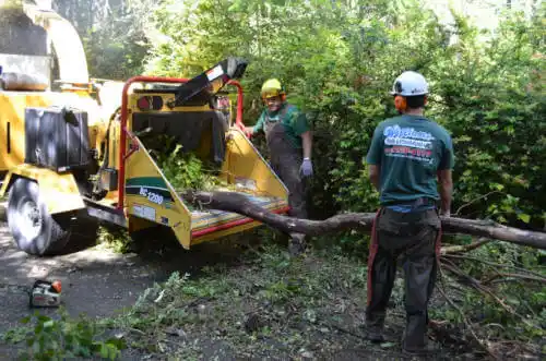 tree services Marshall